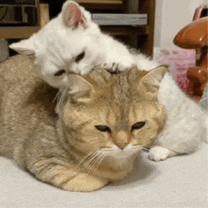 陪你.gif
